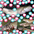 Catfish-Rig-For-Bank-Fishing-Catfishing-Tackle-Floats-With-Rattler-Santee Cooper Rig Equipment